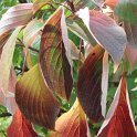 Cornus controversa automne STATUE (2)